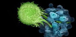 How immunotherapy uses our immune system to attack cancer