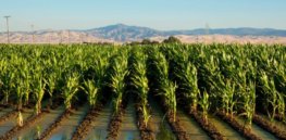 Bacteria inoculate crops against salty soil, potentially bringing unworkable farmland back to life