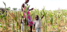 px Maize farming in drought areas