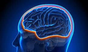 brain