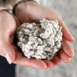 cotton seeds