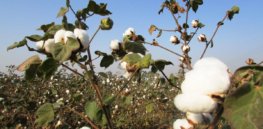 cotton crop cotton tree plant