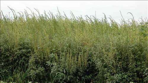 farmers chance use dicamba