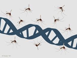gene