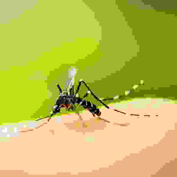 gene modifying mosquito s