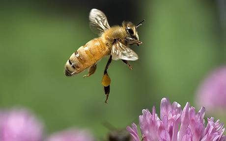 honey bee c