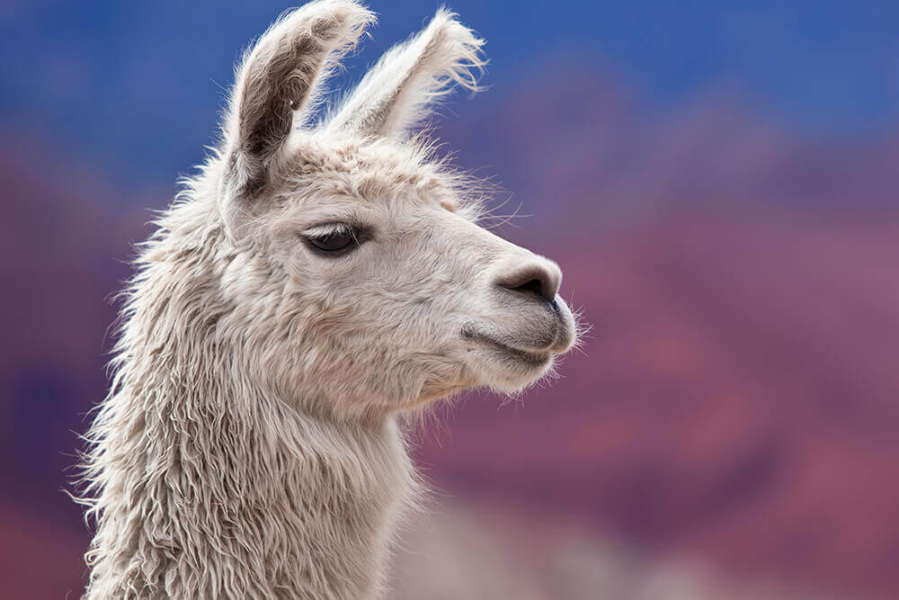 llama