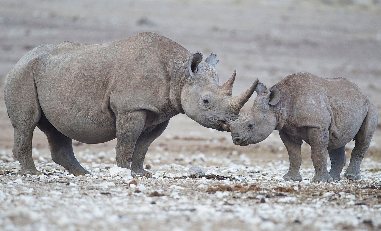 rhino