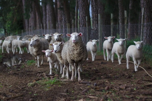 sheep