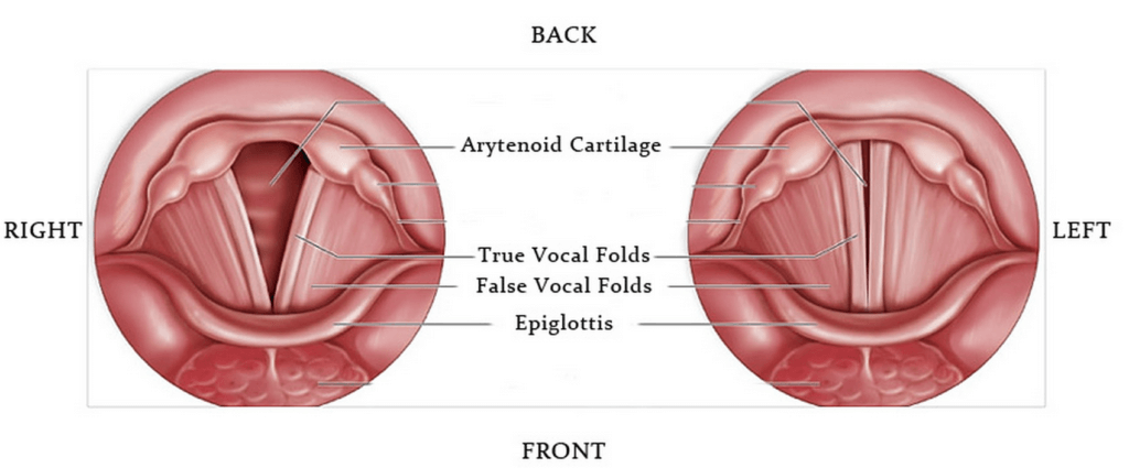 vocal cords