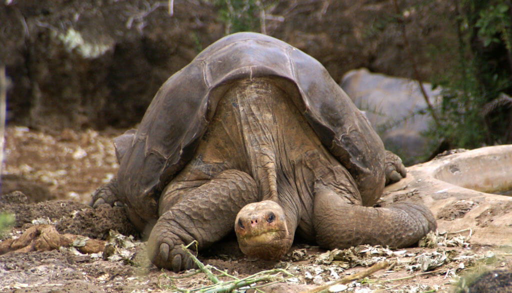 Lonesome George putneymark ccby x