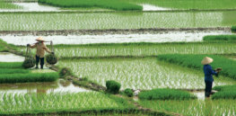 Rice plants engineered to take up more CO2 could boost crop yields as much as 27%