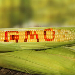gmo