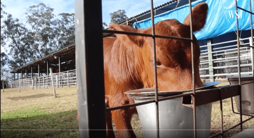 Animal gene editing breakthrough: Bringing Angus beef raised from