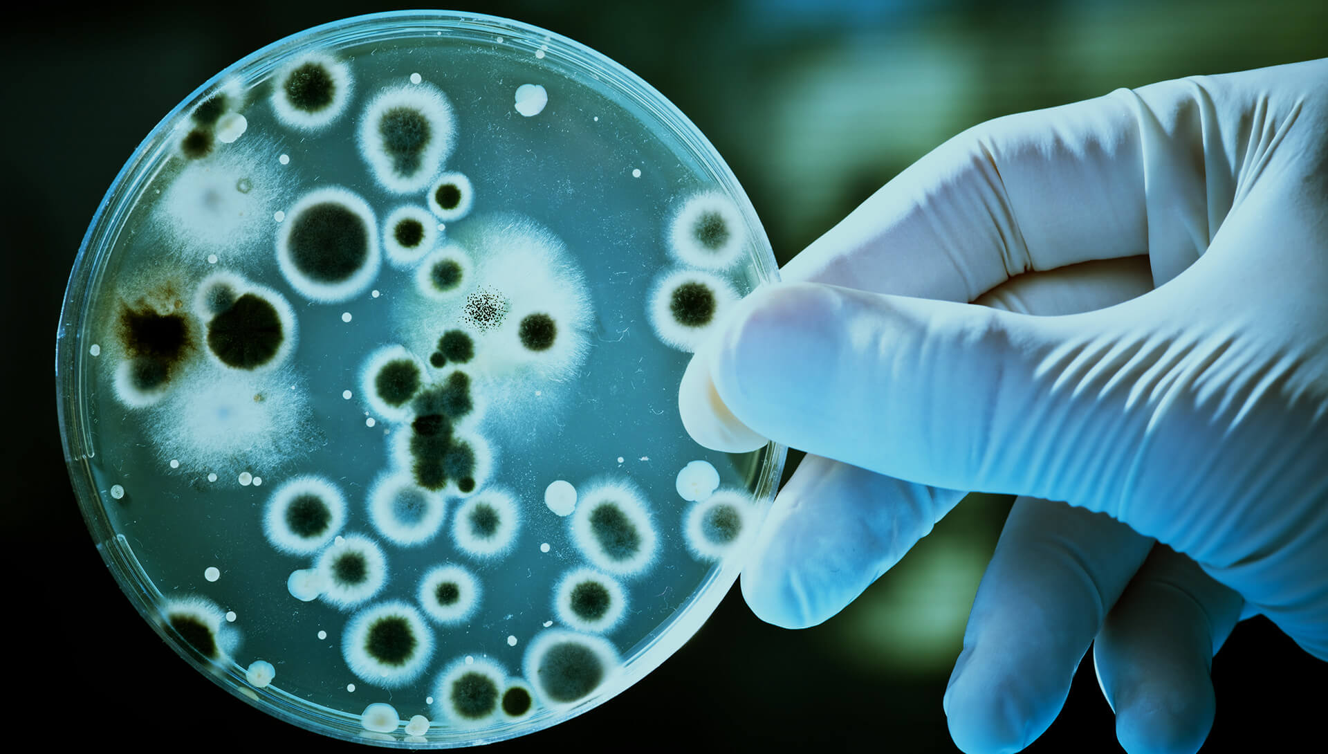 bacteria