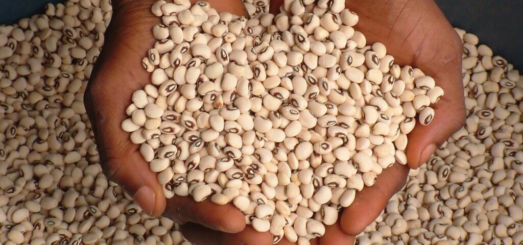 Zambia poised to release two drought-tolerant, disease-resistant cowpea varieties