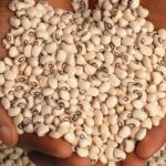 cowpea