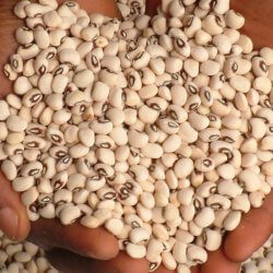 cowpea