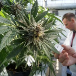 1-30-2019 med pot