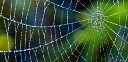spiderweb x