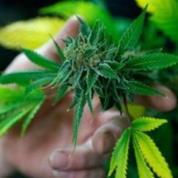 1-21-2019 t z lynxnpec k colorado marijuana