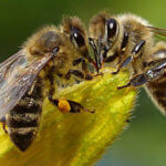 two honey bees x