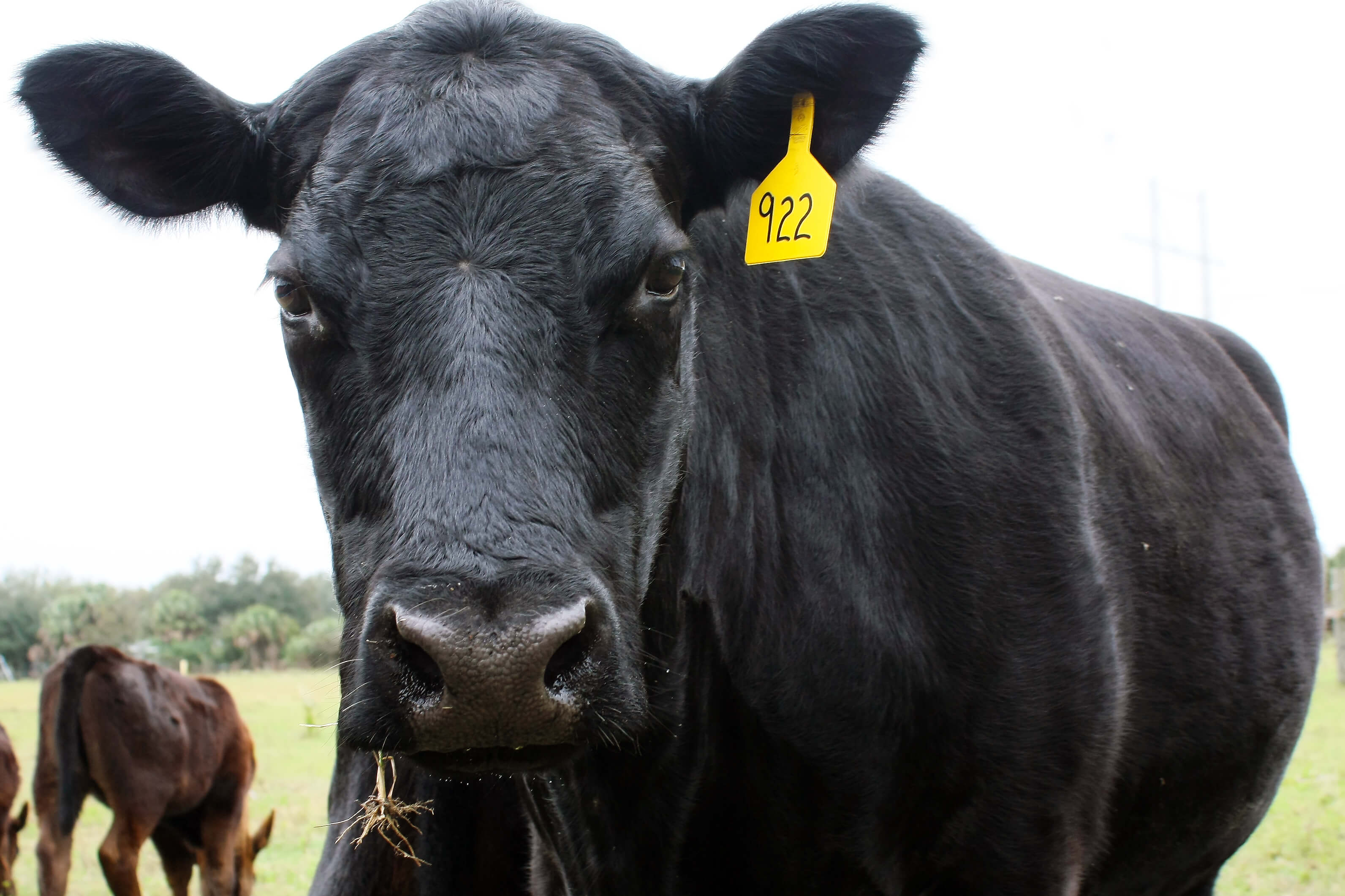 https://geneticliteracyproject.org/wp-content/uploads/2019/02/black-angus-cow.jpg
