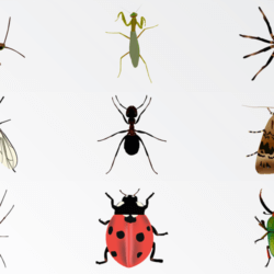 insects