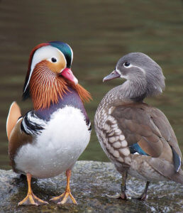 mandarin