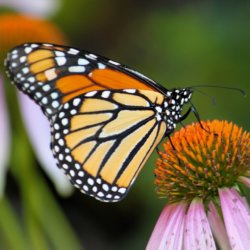 monarch butterfly