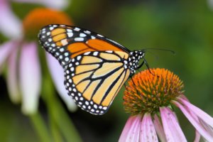 monarch butterfly