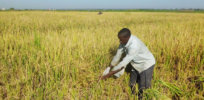 rice harvesting