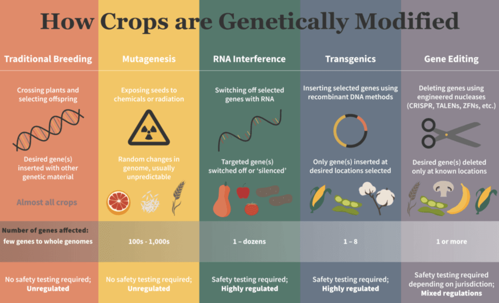 Infographic Are Genetically Engineered Crops Less Safe Than Classically Bred Food Genetic 9488