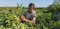 Egypt poised to again lead Africa in agricultural biotechnology innovation