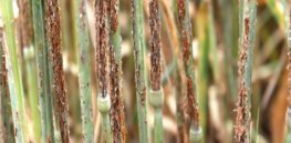 wheat rust disease