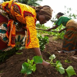 growing sweet potatoes in tanzania x