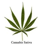 marijuana leaf