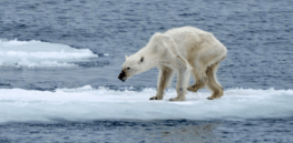 3-9-2019 polar bear agony