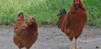 poltava chicken breed male and female