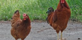 poltava chicken breed male and female
