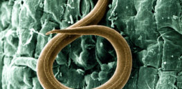 px a juvenile root knot nematode meloidogyne incognita penetrates a tomato root usda ars