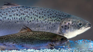salmon wide b d bbafe d b bf e a