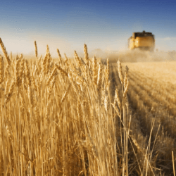 agamerica ag lending durum wheat