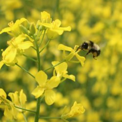 bee canola banner