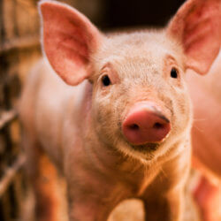 blog hog himp main