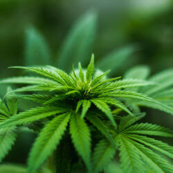 cannabisresized