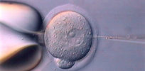4-30-2019 embryo x