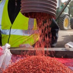 seed treating x
