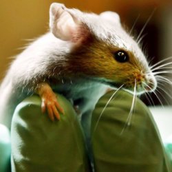cantor lab mice