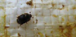 smallhivebeetle f f